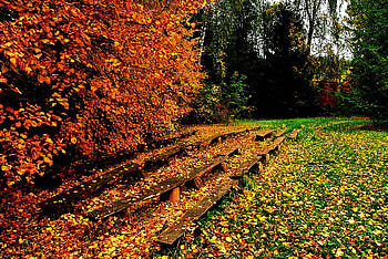 Leaves on The Benches, benches, autumn, grass, leaves HD wallpaper