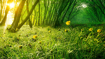Yellow flowers, meadow, landscape, poppy, nature HD wallpaper