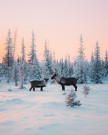 Two reindeer in a snowy forest at sunset create a serene winter scene. HD phone wallpaper