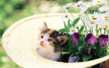Animals, Grass, Kitty, Kitten, Muzzle, Hat HD wallpaper