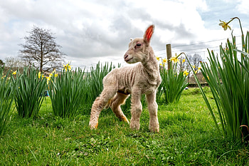 Day-old lamb exploring, England, Day old, Lamb, Sheep HD wallpaper