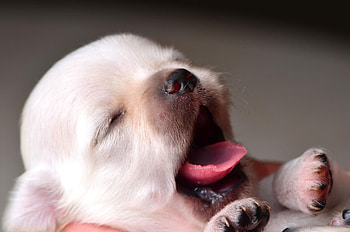 Dog , Popular breeds, Best quality HD wallpaper