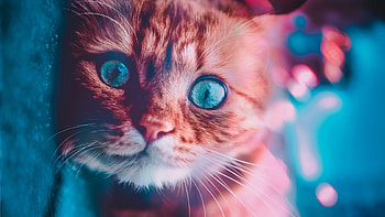 Cat Glowing Eyes, cat, animals HD wallpaper