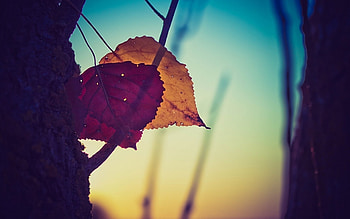 Nature Leaves , nature, leaves HD wallpaper