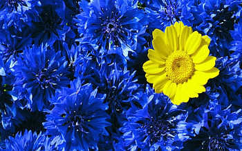 Plants, Flowers HD wallpaper