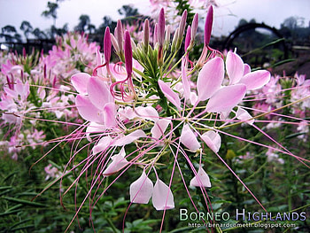 adi, nature, flowers HD wallpaper