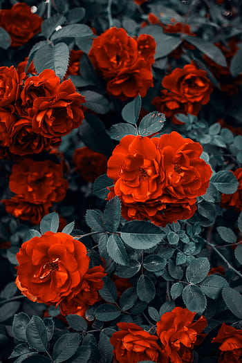 Beautiful red roses in full bloom surrounded by lush green leaves, perfect for romantic themes. HD phone wallpaper
