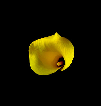 Kalia, lily, yellow, portrait HD phone wallpaper