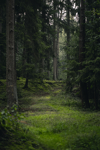 Nature, Trees, Grass, Forest, Spruce, Fir HD phone wallpaper