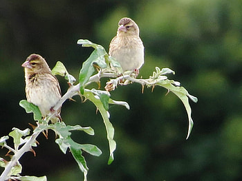 Southern Red Bishop, branch, two, birds, bishops, southern HD wallpaper
