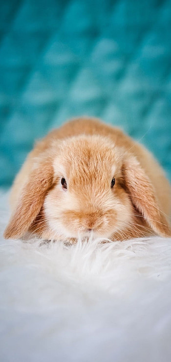 Bunny , Quality backgrounds, delight, Bunny beauty HD phone wallpaper