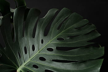 Elegant single monstera leaf graphed against a dark background, highlighting its texture and form. HD wallpaper