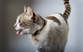 Animals, Cat, Playful, Collar, Language, Tongue HD wallpaper