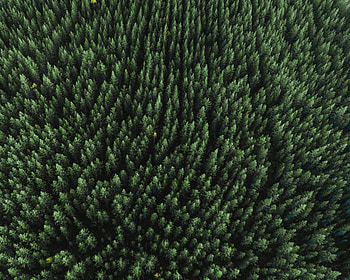 Forest, aerial view, trees, green, nature HD wallpaper
