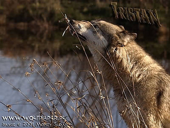 tristan sniffing marsh grass, marsh, triustan, grass, wolves HD wallpaper
