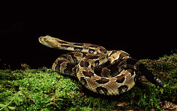 Animals, Grass, Spotted, Spotty, Snake HD wallpaper
