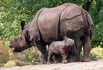 RHINO MOM & BABY, rhino, wildlife, big, baby, wild HD wallpaper