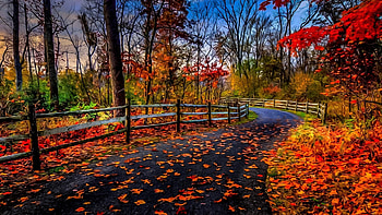 autumn painting, colorful, autumn, art, painting HD wallpaper