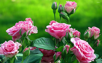 Pink Roses, garden, leaves, petals, blossoms, buds HD wallpaper