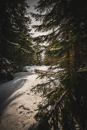 Nature, Snow, Forest, Spruce, Fir, Sunlight, Sun Rays HD phone wallpaper