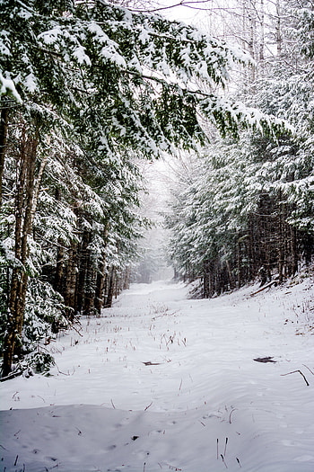 Winter, Nature, Trees, Snow, Road, Forest HD phone wallpaper