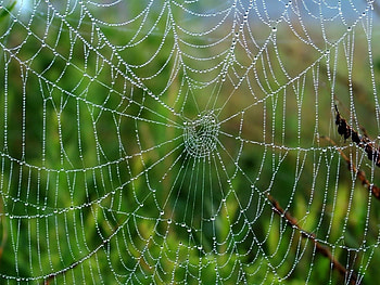 Grass, Web, Drops, Macro, Wet, Humid HD wallpaper
