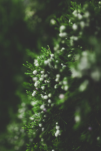 Pine, leaves, close up, blur HD phone wallpaper