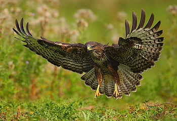 Amazing graphy, cool, amazing, graphy HD wallpaper