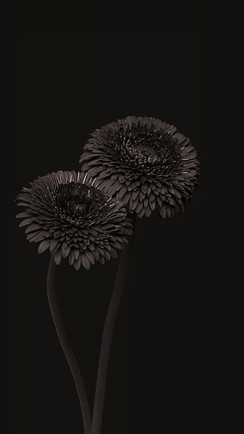 Black Aesthetic, Black Flower HD phone wallpaper