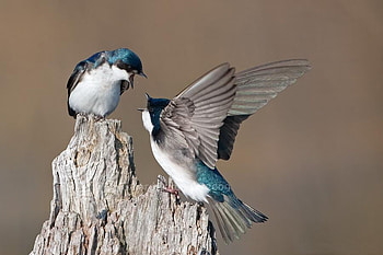 Say again!, blue, fly, nature, birds HD wallpaper