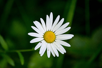Margareta, ser, ger, aer, cer HD wallpaper