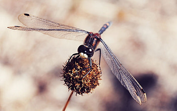 Flower, Plant, Macro, Dragonfly HD wallpaper