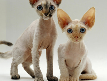Siblings, Devon Rex HD wallpaper