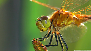 dragonfly, macro, close up, insect HD wallpaper