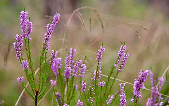 Heather, pink, bentgrass, Latvia, macro HD wallpaper