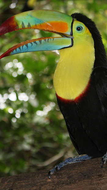Toucans, Cute Adorable HD phone wallpaper