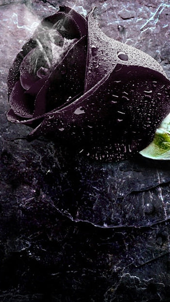Black Rose, Black, Flower, Background HD phone wallpaper