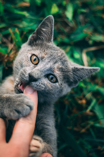 Animals, Hand, Cat, Pet HD phone wallpaper