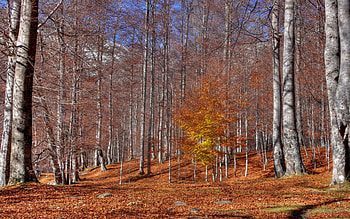*** Autumn in birch forest ***, birch, trees, autumn, nature, forest HD wallpaper