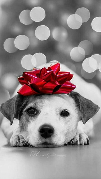 Christmas Dog, Cute Dog Pomeranian HD phone wallpaper