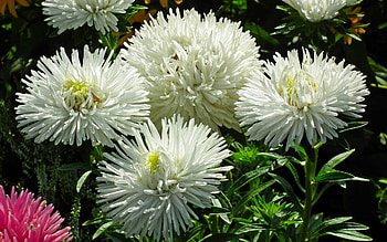 Asters, white, flowers, plants HD wallpaper