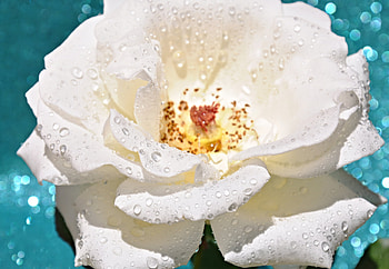 Drops, Flower, Macro, Rose Flower, Rose, Petals, Bud HD wallpaper