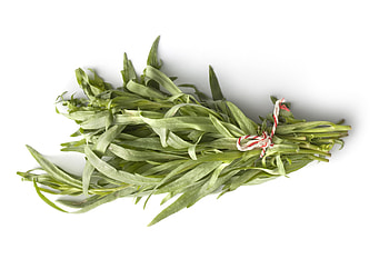 Tarragon herb, Spatula diaries, Tarragon love, Love for tarragon HD wallpaper