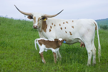 Mother and baby, Longhorn HD wallpaper