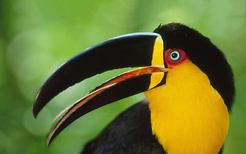 Colourful feathers, Tropical bird, Exotic wildlife, Rainforest inhabitant HD wallpaper
