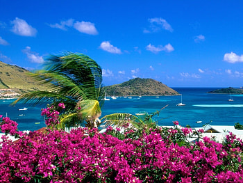 Landscape, Sea, Palms HD wallpaper