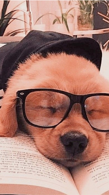 Study dog, glasses, nose, Cute, Sleep, Book, Funny, Smart HD phone wallpaper