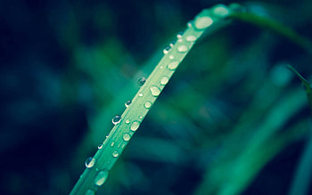 Grass, Drops, Macro, Sheet, Leaf HD wallpaper
