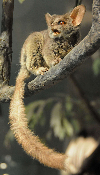 Tail, Bush Baby (Galago) HD phone wallpaper