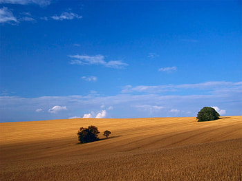 Nature, Trees, Grass, Summer, Field, Hay, Agriculture HD wallpaper